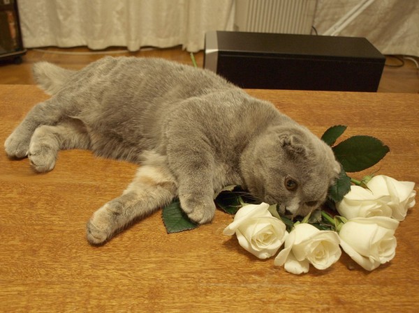 кот и белые розы
