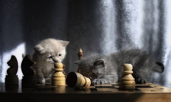 котята играют в шахматы