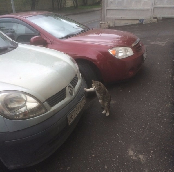 Кот у машины