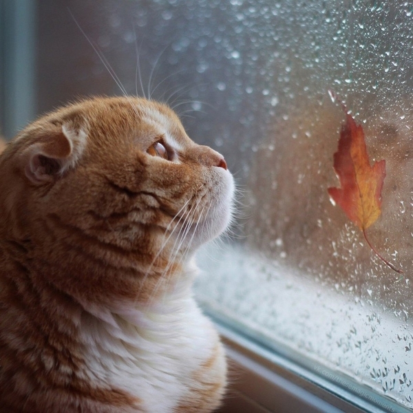Кот у окна с кленовым листком
