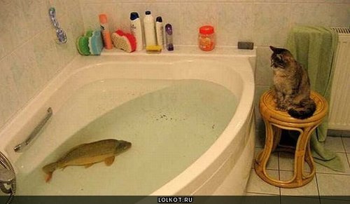 котик и рыбка