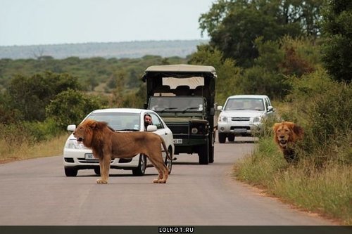 лев и машины