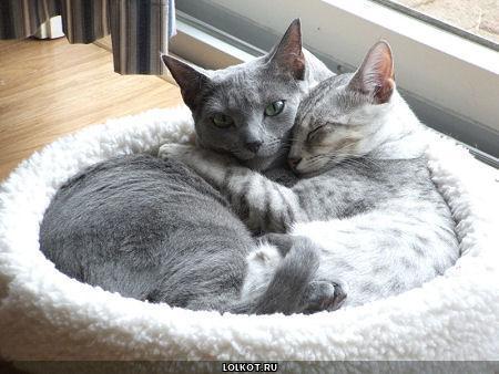 кот и кошка в спаленке