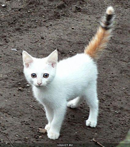 белый кот с рыжим хвостом
