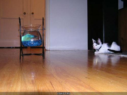 кот и аквариум