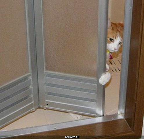 кошка выглядывающая из двери
