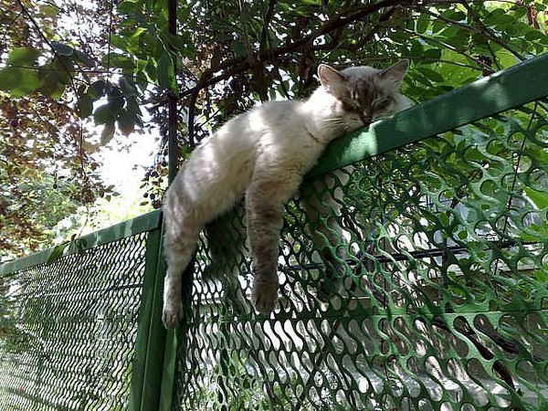 Кот висит на заборе.