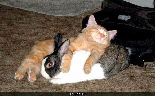 кот и кролик