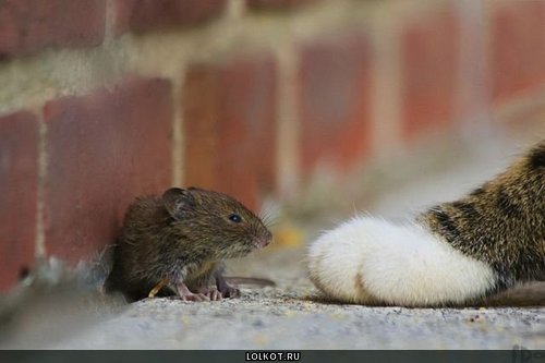 мышка и лапка