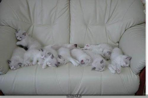 много белых котят на диване