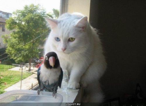 кот смотрящий на попугая