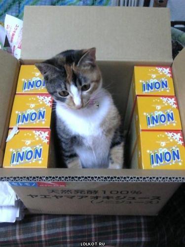 кот в коробке inon