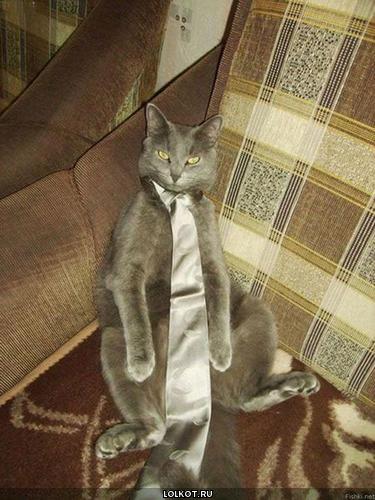кот в галстуке