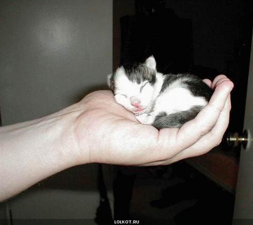 котенок в руке
