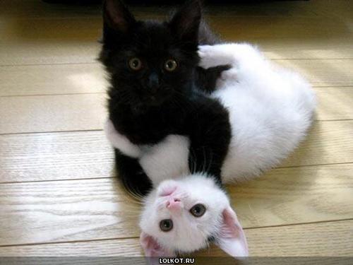 черный кот и белая киска