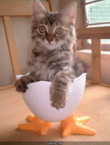 кот в яйце