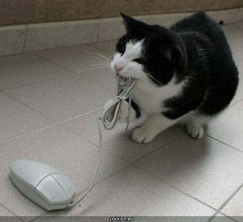 кот и компьютерная мышка