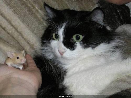 кот удивился мышки