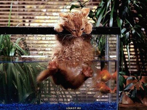 кот в аквариуме