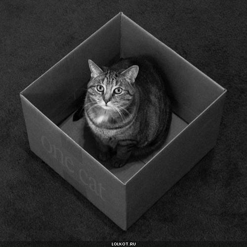 кот в  коробке