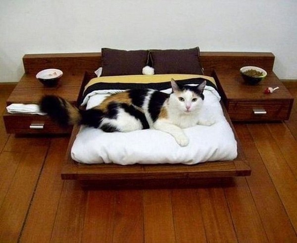 Кот на кошачьей мини-кровати.