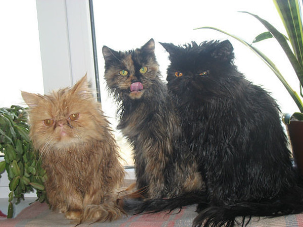 Три мокрых прикольных кота.