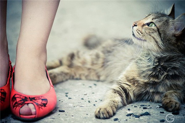 Кот и женские ножки.