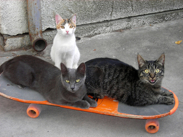 Коты на скейтборде.