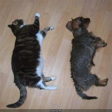 котик и собачка лежат