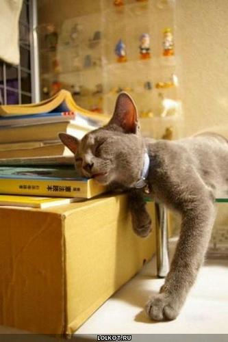 кот и книжки