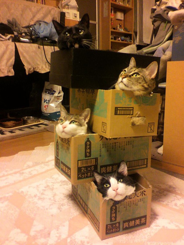 Коты в картонных коробках.