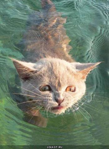 плавающий кот