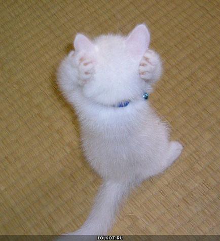 кот затыкающий уши