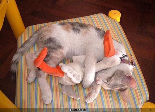 кот спящий с игрушкой