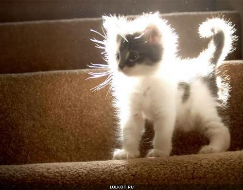 светящийся котенок