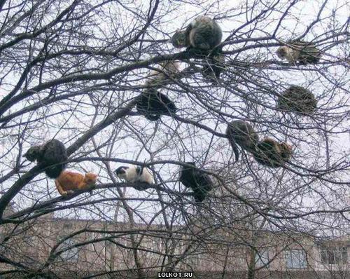 коты на дереве