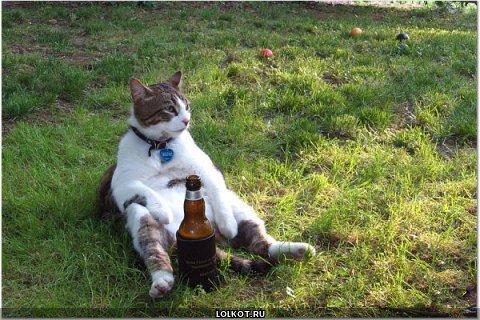 кот на поляне с пивом