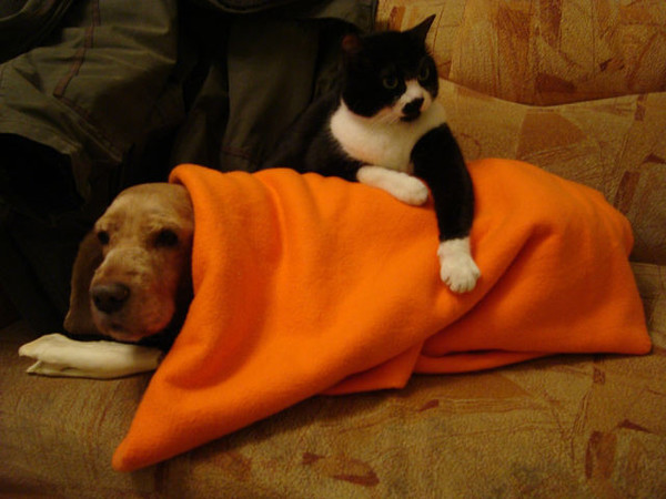 Кот накрыл собаку одеялом.