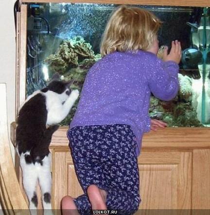 кот и девочка смотрят рыб
