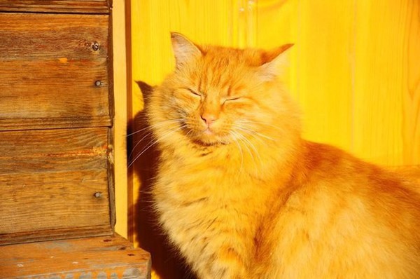Кот в лучах солнца.