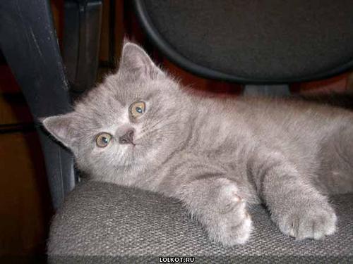 серый удивленный котенок