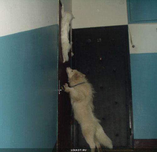 кот на двери  с собакой