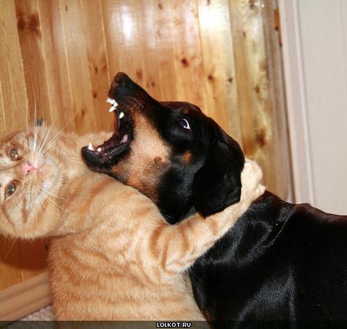 рыжий кот и собака