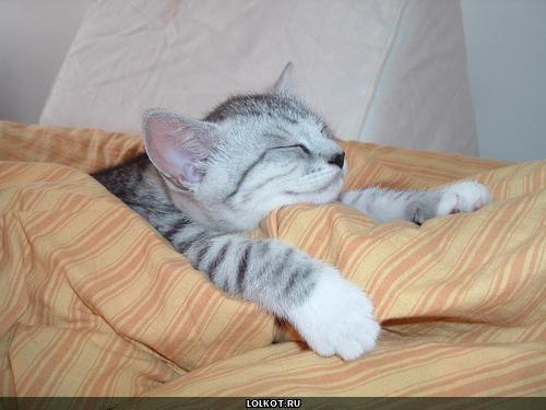 спящий серый котенок