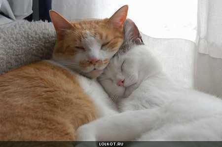спящие кот и кошка