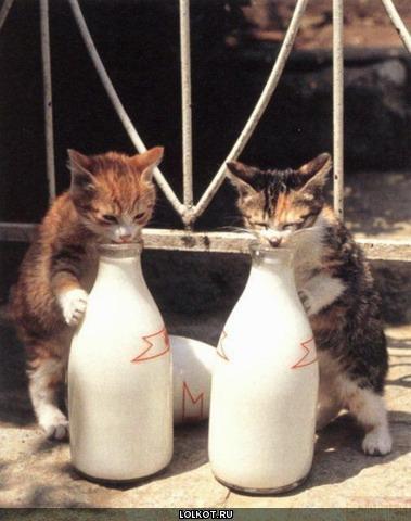 2 котенка пьющие молока