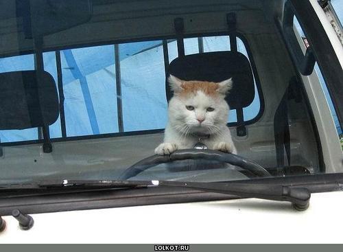 кот в машине