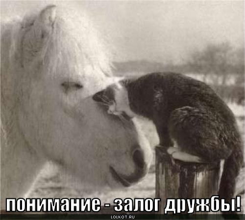 Животные-друзья: кот и лошадь