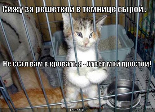 https://lolkot.ru/wp-content/uploads/2010/07/v-temnitse-syroy_1279304166.jpg