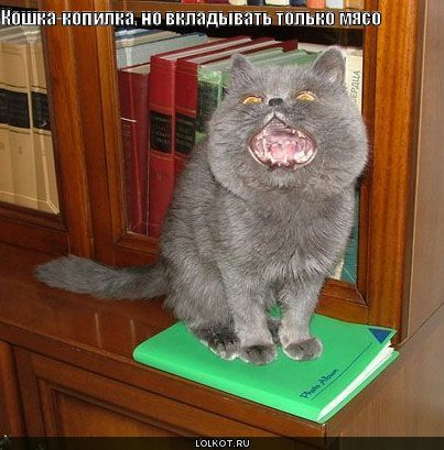 кошка копилка фото онлайн кошка копилка фото
